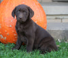 AKC Registered Charcoal Labrador Retriever For Sale Sugarcreek, OH Female- Paisley