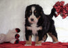ACA Registered Bernese Mountain Dog For Sale Fredericksburg, OH Female - Daisy