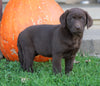 AKC Registered Charcoal Labrador Retriever For Sale Sugarcreek, OH Female- Paisley