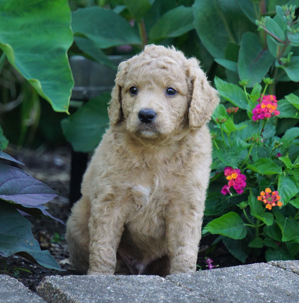 Medium F1BB Goldendoodle For Sale Millersburg, OH Male- Ranger – AC ...