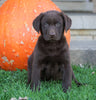 AKC Registered Chocolate Labrador Retriever For Sale Sugarcreek, OH Male- Asher