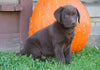 AKC Registered Chocolate Labrador Retriever For Sale Sugarcreek, OH Male- Asher