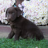 AKC Registered Chocolate Labrador Retriever For Sale Sugarcreek, OH Male- Asher