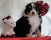 ACA Registered Bernese Mountain Dog For Sale Fredericksburg, OH Female - Penny