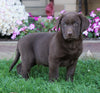AKC Registered Chocolate Labrador Retriever For Sale Sugarcreek, OH Male- Asher