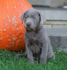 AKC Registered Silver Labrador Retriever For Sale Sugarcreek, OH Male- Hunter