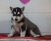 Siberian Husky For Sale Fredericksburg, OH Male - Brady