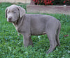 AKC Registered Silver Labrador Retriever For Sale Sugarcreek, OH Male- Hunter