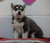 Siberian Husky For Sale Fredericksburg, OH Male - Brady