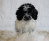 Cockapoo For Sale Dundee OH, Male - Gunner