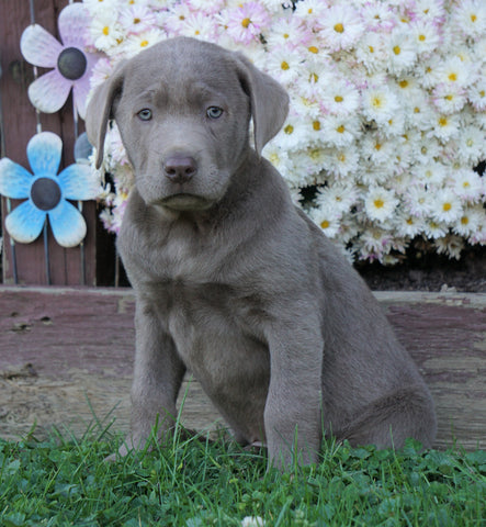 AKC Registered Silver Labrador Retriever For Sale Sugarcreek, OH Male- Hunter