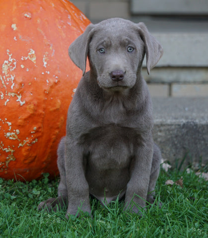 ACK Registered Silver Labrador Retriever For Sale Sugarcreek, OH Male- Chestnut