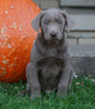 ACK Registered Silver Labrador Retriever For Sale Sugarcreek, OH Male- Chestnut