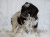 Cockapoo For Sale Dundee OH, Male - Leo