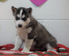 Siberian Husky For Sale Fredericksburg, OH Male - Bentley