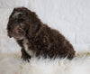 Cockapoo For Sale Dundee OH, Female - Mandi