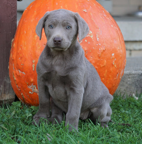 AKC Registered Silver Labrador Retriever For Sale Sugarcreek, OH Female- Ginger