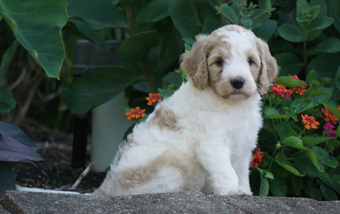 Medium F1BB Goldendoodle For Sale Millersburg, OH Male- Roscoe