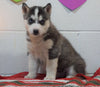 Siberian Husky For Sale Fredericksburg, OH Male - Bentley