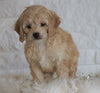 Cockapoo For Sale Dundee OH, Female - Winnie