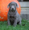 AKC Registered Silver Labrador Retriever For Sale Sugarcreek, OH Female- Autumn