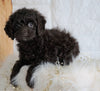 Cockapoo For Sale Dundee OH, Female - Jenny