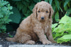 Medium F1BB Goldendoodle For Sale Millersburg, OH Male- Royal