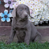 AKC Registered Silver Labrador Retriever For Sale Sugarcreek, OH Female- Autumn
