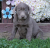 AKC Registered Silver Labrador Retriever For Sale Sugarcreek, OH Female- Autumn