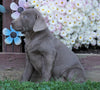 AKC Registered Silver Labrador Retriever For Sale Sugarcreek, OH Female- Autumn