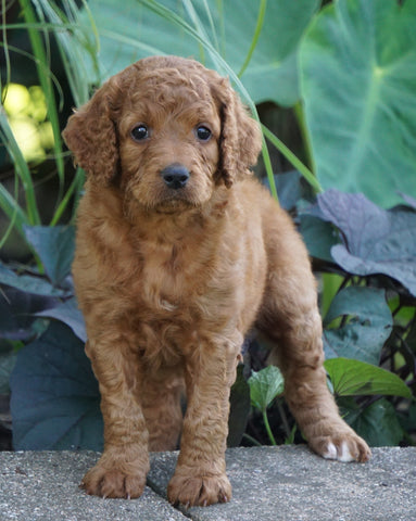Medium F1BB Goldendoodle For Sale Millersburg, OH Female- Ruby