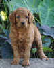 Medium F1BB Goldendoodle For Sale Millersburg, OH Female- Ruby