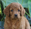Medium F1BB Goldendoodle For Sale Millersburg, OH Female- Ruby