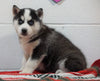 Siberian Husky For Sale Fredericksburg, OH Male - Barney