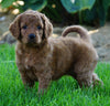Medium F1BB Goldendoodle For Sale Millersburg, OH Female- Ruby
