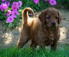 Medium F1BB Goldendoodle For Sale Millersburg, OH Female- Ruby