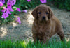 Medium F1BB Goldendoodle For Sale Millersburg, OH Female- Ruby