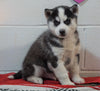Siberian Husky For Sale Fredericksburg, OH Male - Barney