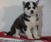 Siberian Husky For Sale Fredericksburg, OH Male - Barney