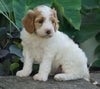 Medium F1BB Goldendoodle For Sale Millersburg, OH Female- Rita