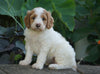 Medium F1BB Goldendoodle For Sale Millersburg, OH Female- Rita
