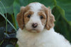 Medium F1BB Goldendoodle For Sale Millersburg, OH Female- Rita