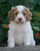 Medium F1BB Goldendoodle For Sale Millersburg, OH Female- Rita