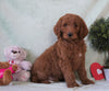 Standard F1B Goldendoodle For Sale Holmesville, OH Male - Brady