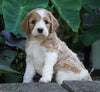 Medium F1BB Goldendoodle For Sale Millersburg, OH Female- Rainbow