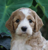 Medium F1BB Goldendoodle For Sale Millersburg, OH Female- Rainbow