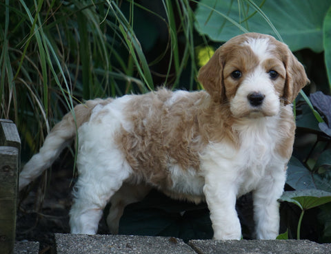 Medium F1BB Goldendoodle For Sale Millersburg, OH Female- Rainbow