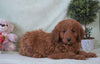 Standard F1B Goldendoodle For Sale Holmesville, OH Male - Harley