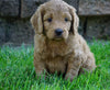 Medium F1BB Goldendoodle For Sale Millersburg, OH Female- Requel