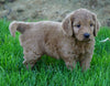 Medium F1BB Goldendoodle For Sale Millersburg, OH Female- Requel